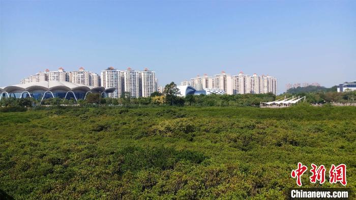 圖為防城港市北部灣海洋文化公園內(nèi)紅樹(shù)林郁郁蔥蔥?！●T抒敏 攝